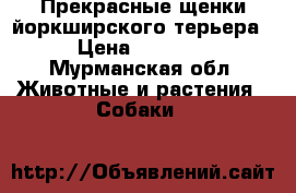 Прекрасные щенки йоркширского терьера. › Цена ­ 35 000 - Мурманская обл. Животные и растения » Собаки   